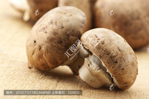 蘑菇特寫