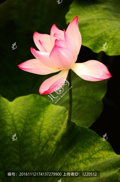 盛開的蓮花