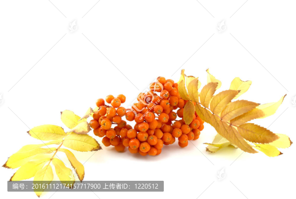 成熟的葉子在秋天花楸漿果的顏色