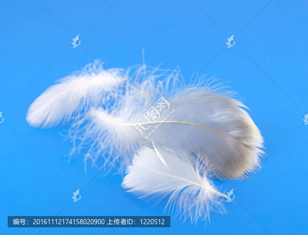 鴿子的羽毛藍(lán)色