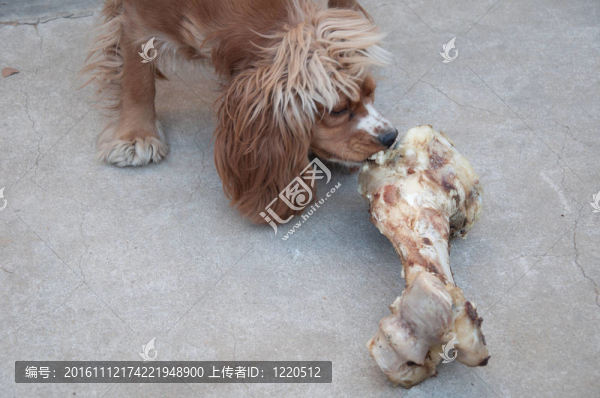 狗吃14