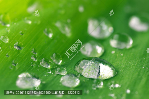 水滴在葉
