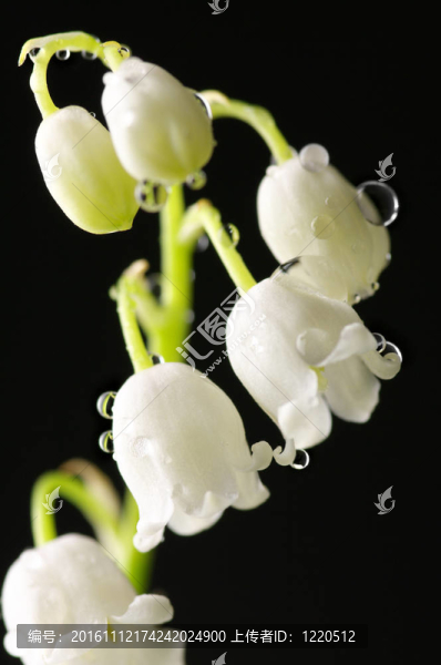 山谷的莉莉