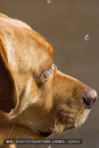 一個黃金獵犬簡介