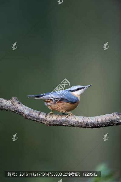 Nuthatch（Sitta,europaea）