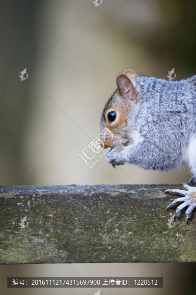 Grey,Squirrel（松鼠carolinensis）