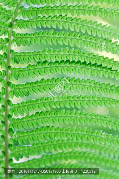 野生蕨類植物的綠葉