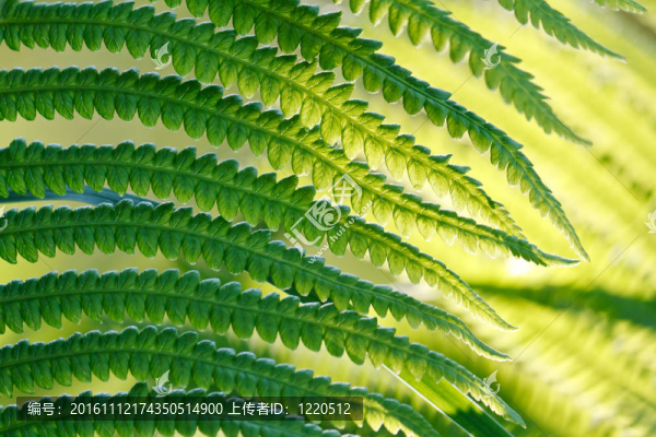 野生蕨類植物的綠葉