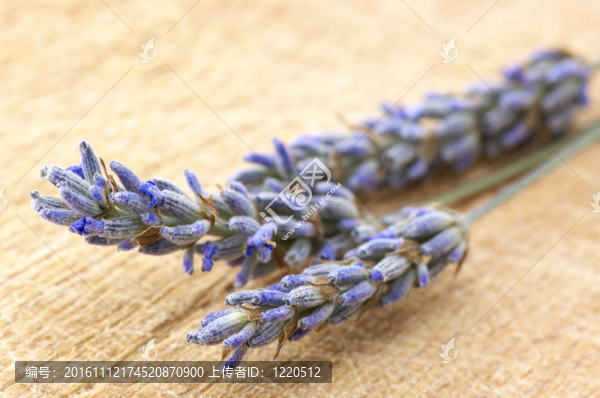 小枝薰衣草