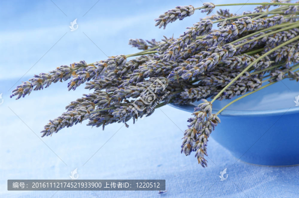 buhch薰衣草