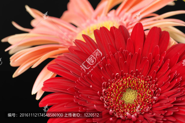 豐富多彩的非洲菊特寫(xiě)
