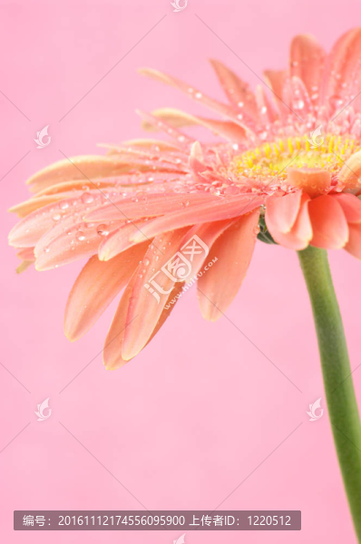 粉色非洲菊特寫