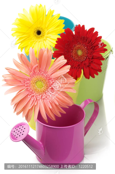 五顏六色的水桶噴壺、非洲菊；