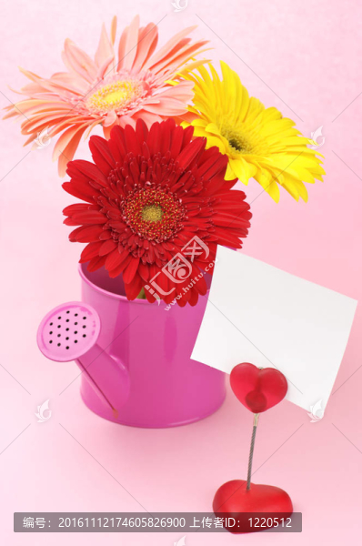 在噴壺，票據(jù)持有人多彩的非洲菊