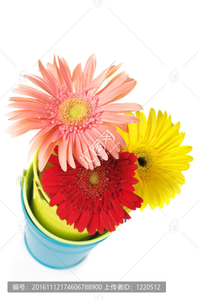 在桶里五顏六色的非洲菊