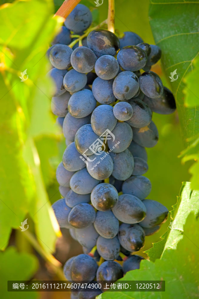 集群的葡萄