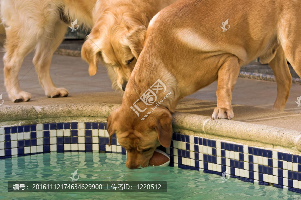 狗游戲