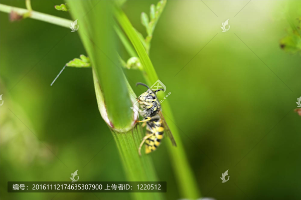 黃蜂