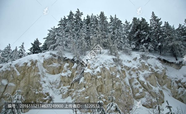 巖石上的松樹森林。樹枝覆蓋著雪。多云的天氣。