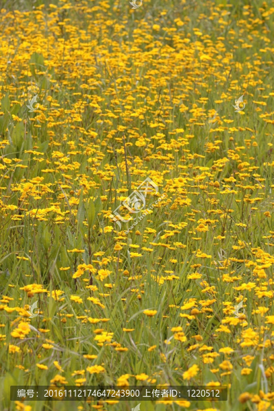春季黃花草甸