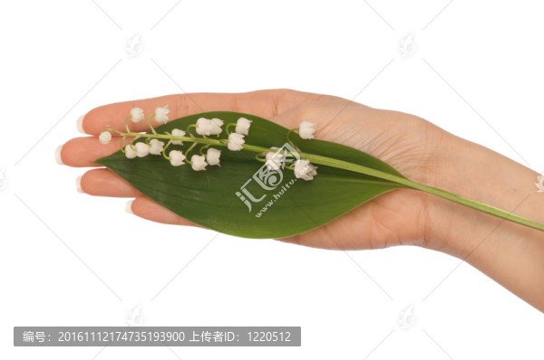 山谷的百合花