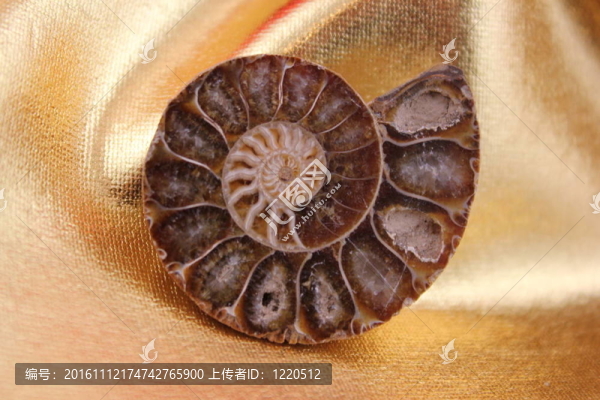 殼