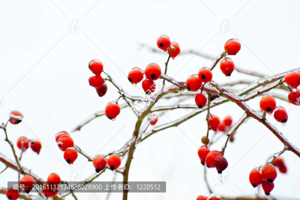 玫瑰HIPEs