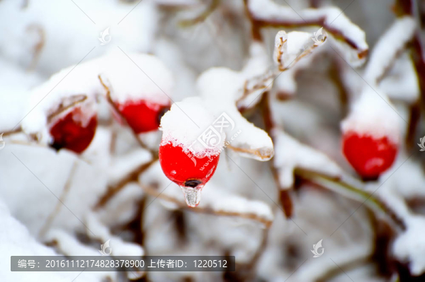 玫瑰HIPEs