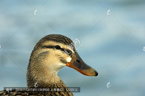 綠頭鴨（Anas,platyrhynchos）；成年女性；肖像