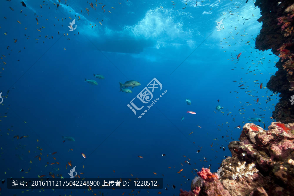 紅海中的熱帶珊瑚礁與海洋生物。