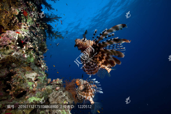 獅子魚和熱帶在紅海的珊瑚礁。