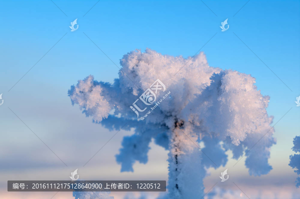 Frozenned,flower的冬景。