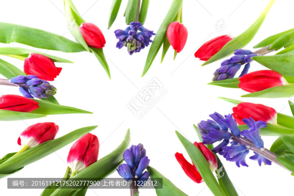 紅色的郁金香花束