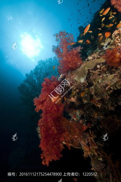 紅海中的熱帶珊瑚礁與海洋生物。