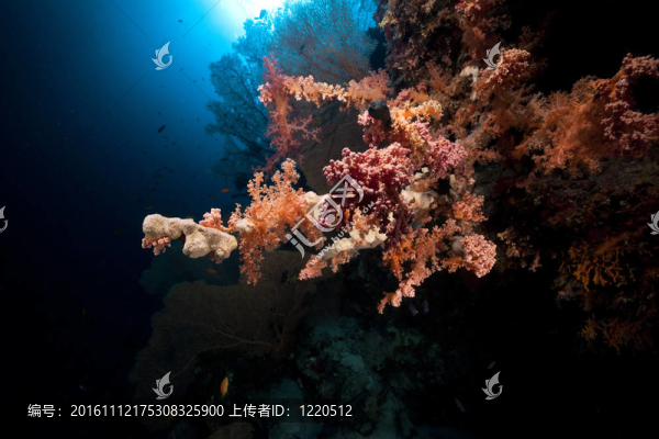 紅海中的熱帶珊瑚礁與海洋生物。