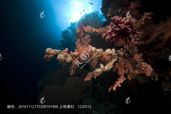 紅海中的熱帶珊瑚礁與海洋生物。