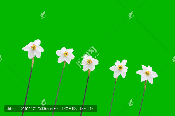 在綠色背景的水仙花