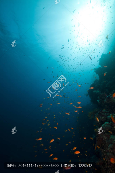 紅海中的熱帶珊瑚礁與海洋生物。