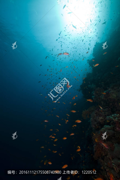 紅海中的熱帶珊瑚礁與海洋生物。