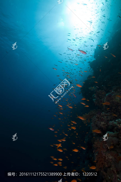 紅海中的熱帶珊瑚礁與海洋生物。