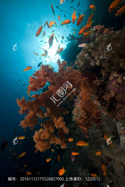 紅海中的熱帶珊瑚礁與海洋生物。