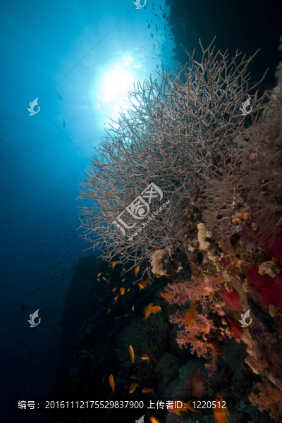 紅海中的熱帶珊瑚礁與海洋生物。