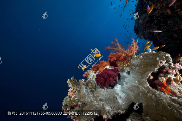 紅海中的熱帶珊瑚礁與海洋生物。