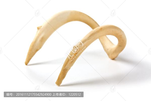 動(dòng)物老骨頭