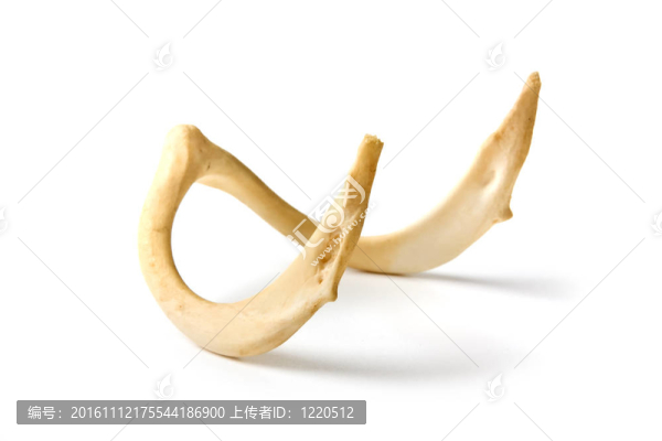 動(dòng)物老骨頭