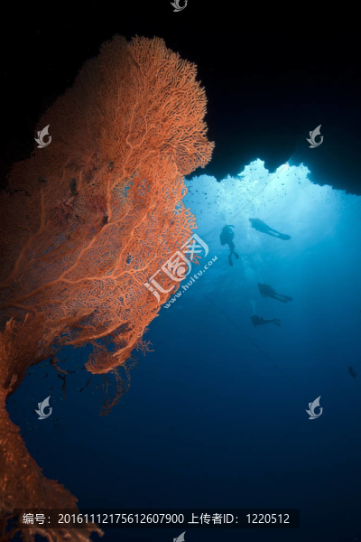 紅海的海迷和潛水員。