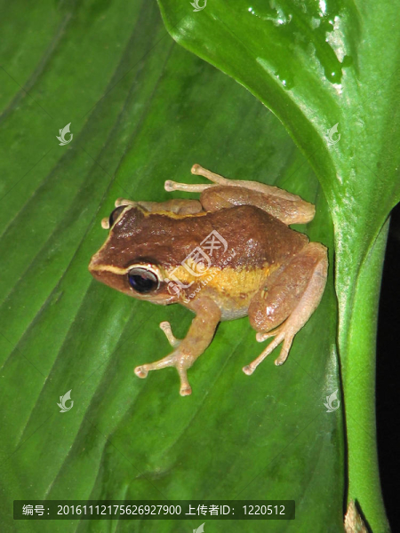 常見的coqui