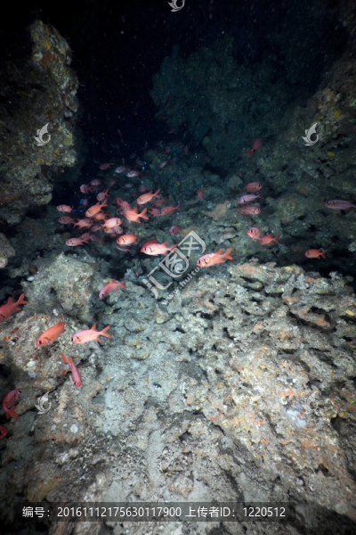 在鯊魚礁紅海在山洞里的Yellowtip,soldierfish。