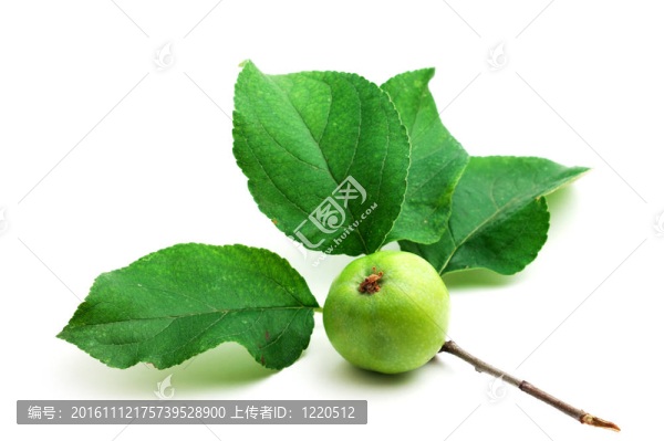 蘋果和葉子