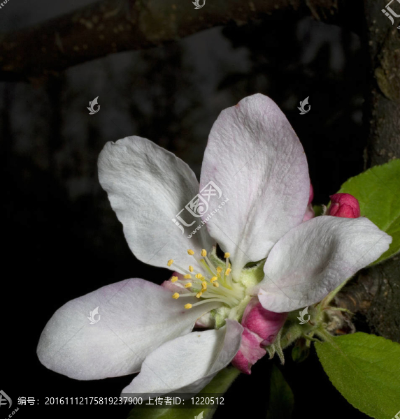 蘋(píng)果花